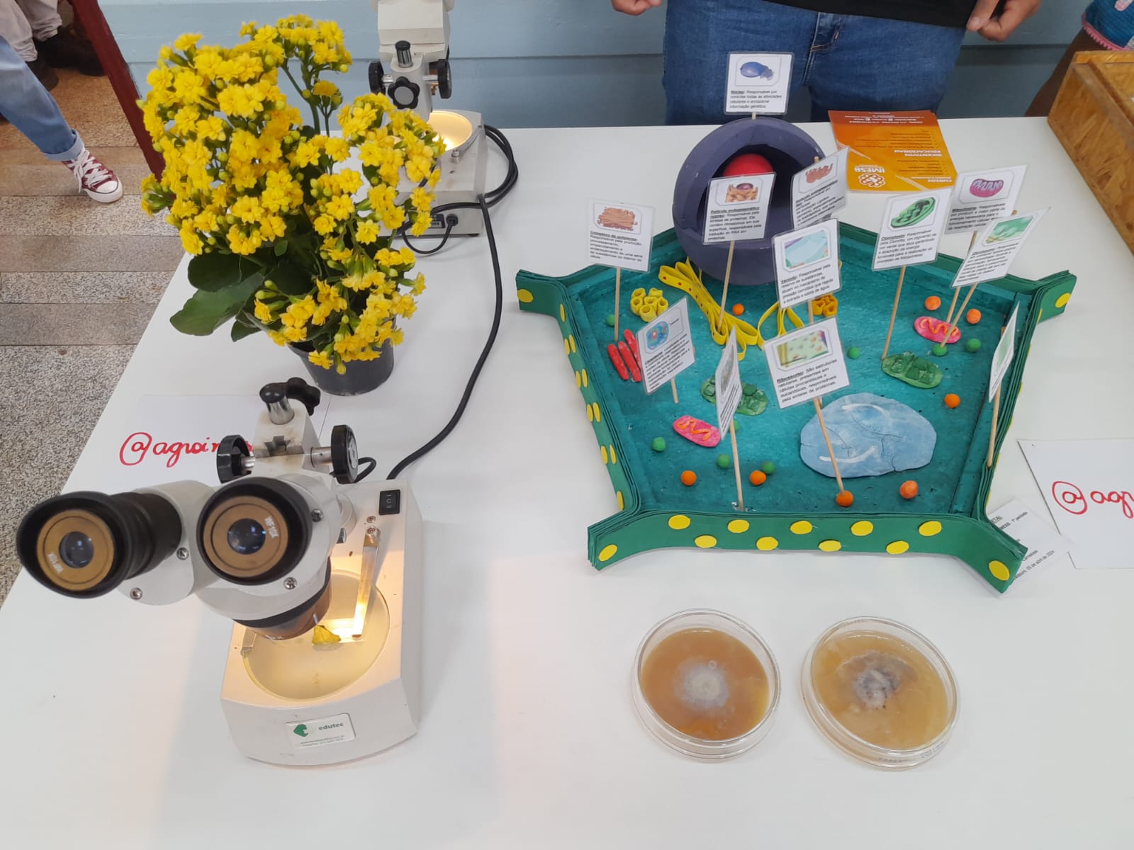 Faculdade Municipal de Bebedouro participa da Feira de Profissões voltada a estudantes do Ensino Médio