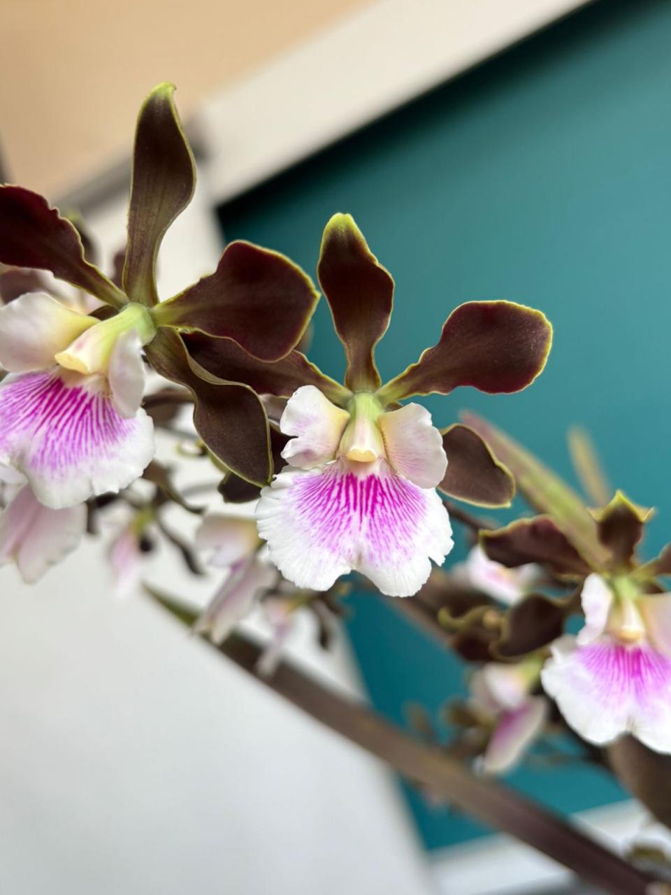 340e6be2-f144-4f87-a809-252388bfa79f